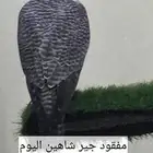مفقود جير شاهين