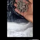 شجره جتروفيا (متوفر بذور 250 ريال الكيلو ) حديثه الانتاج