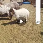هرفي خروف طيب ونظيف مغلف شحم