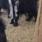 فرصه لعشاق العوارض جفر عارضي فاااخر