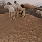 للبيع طليان سواكن جذعان نضاف وفل شحم