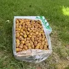 تمر سكري