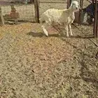 طلي حري الحد 1300