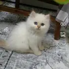 كتن بيرشن ذكر