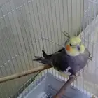 كروان متكلم للبيع