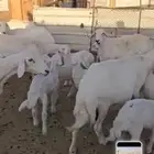 غنم حريات مواليد 24تحتها24