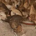 دجاج(صوص) بلدي
