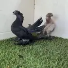 جوز السكا مميز طيور حاملة الموند كلاسك