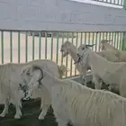 4 معزا وفحلها الخامس بيض مشاريك مقرعةوالله يعلم مافي الأرحام