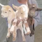 تيوس قزمية تشيكية