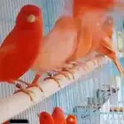 كناري رد فاكتور