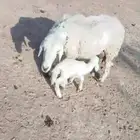 شياه ولد تامات