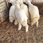 طليان حرية