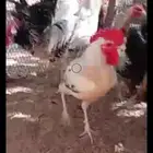 ديوك بلدي وفيومي