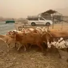 رخال سواكن للبيع