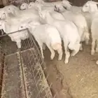 بهم حري العدد 12 كلها خرفان اعمارها حول أربعة شهور أحوالها ف