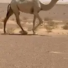 ثلاث بكار حقايق سنتين ونص وفوق تماميه 2 عفروحده شقحا