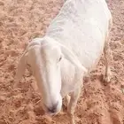 شاه حريه وتيس