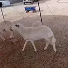 شاه حايل مابعد استالدت السن جامع شباب