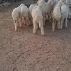 للبيع رخال نضاف وشحم
