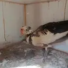 انثى بط مصري نظيفه للبيع او للبدل