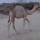 ثلاثه قعدان كفو ثنين ع الحليب