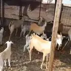 معزا العدد 6 وعيالها 7 اثنين ثنيان وتنين رياع وثنين جامع