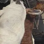 معزا للبيع لتواصل