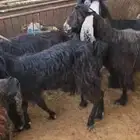 مجموعة معزا عوارض عشر أكثرها دفيع وفيه جذعه