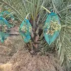 للبيع نخل جثايث اخلاص