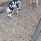 بهم نجدي فاخر