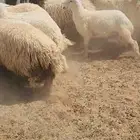 خرفان نعيم وحريات ومشروكه جبره تصلح للمناسبات ع 24