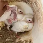 حمام فرنسي شرط