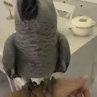 ببغاء ضايع