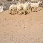 للبيع طليان جبره نضاف وفل شحم