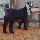 جفره عارضيه معرفه
