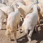 للبيع طليان نضاف وشحم