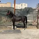 حصان ادهم شعبي عربي للبيع