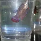 اخر7 إناث فايتر منتجه شرط وفي ببطنهم بيض الي يبي الزين يتفضل