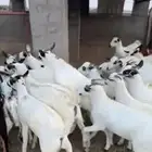 تيوس العدد 80