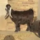 لعشاق العوارض 7 جفرات منوة القنايه