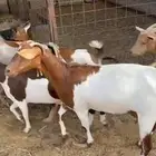 معزا جنوبيات