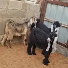 تيوس عوارض
