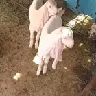 للبيع عنز بيضاء هولنديه ثنيه تحتها اثنين تيوس بيض برص