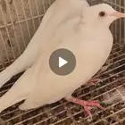 حمام فرنسي طبات وموجود تركي وباكستاني وقطيفي وموجود قمري