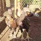 طقم ميوالي تم البيع بالحد المطلوب