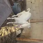 عنز ثنيه للبيع شبب