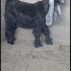 لعشاق العوارض جفر عارضي فاااخر