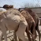 3 حشو على الحليب جنوب المدينة عشيره