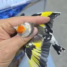 حساسين طفرات